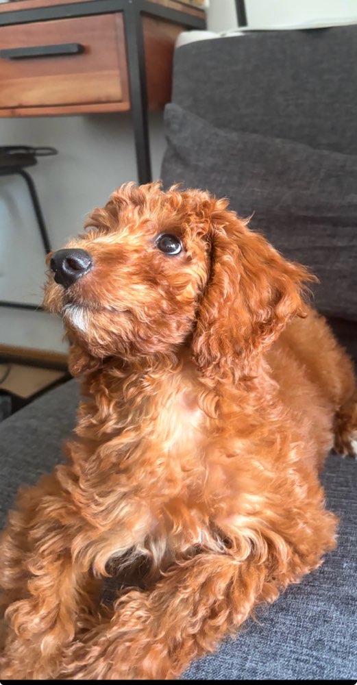 Hundetreffen-Puppy Training partner-Profilbild