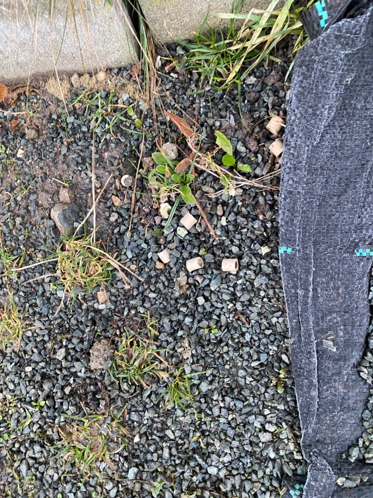 Giftköder-Leckerlies-Profilbild