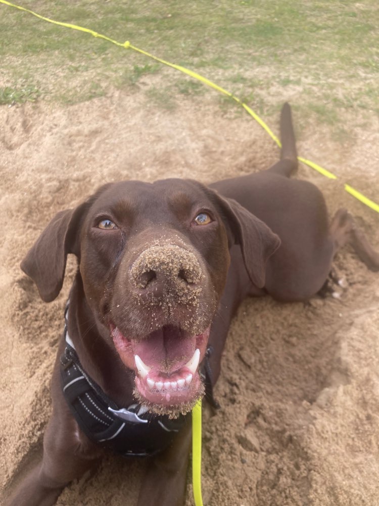 Hundetreffen-Gassirunde in Vechelde-Profilbild