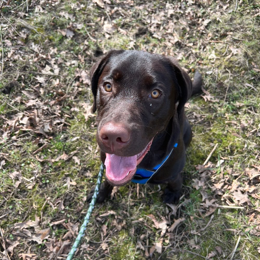 Hundetreffen-Spielrunde 🐶-Profilbild