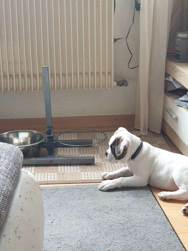 Hundetreffen-Welpentreff in Burkardroth-Profilbild