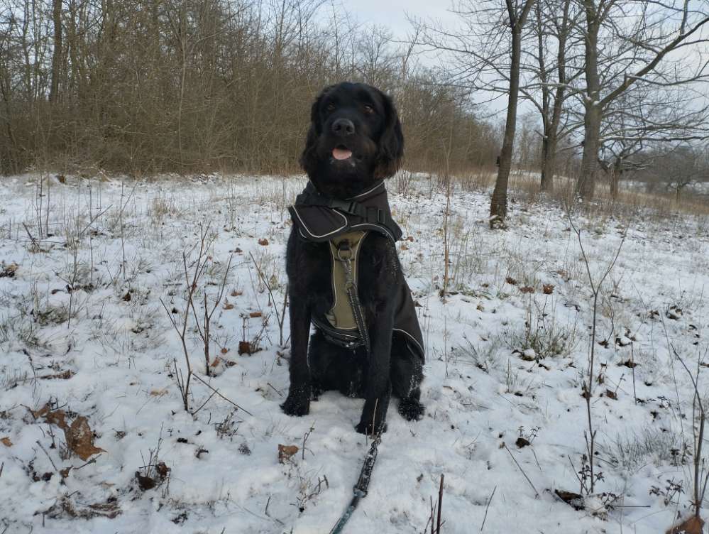 Hundetreffen-Gassirunden, Spiele- und Trainingstreffen-Profilbild