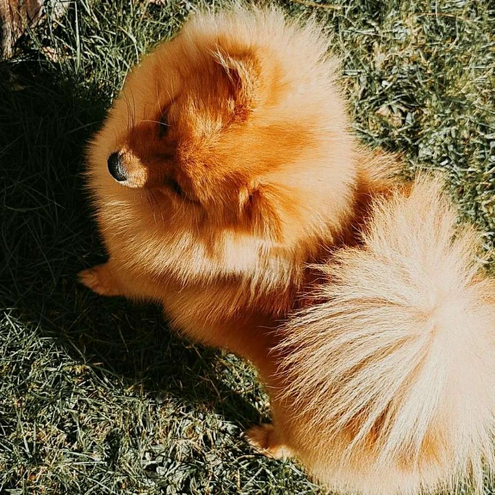 Hundetreffen-Hundetreff in Köln Porz Umgebung(kleine Hunde)-Profilbild