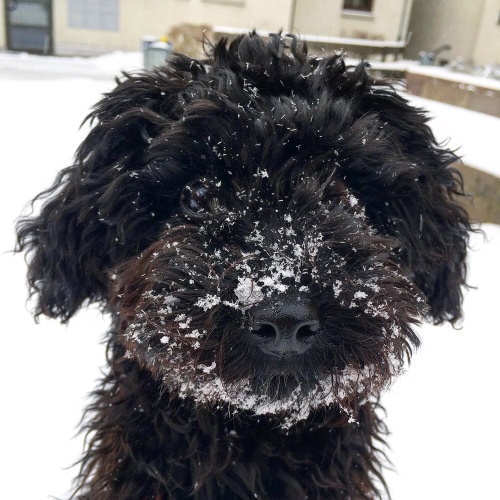 Hundetreffen-Schöne Spaziergänge und Spielrunden-Profilbild