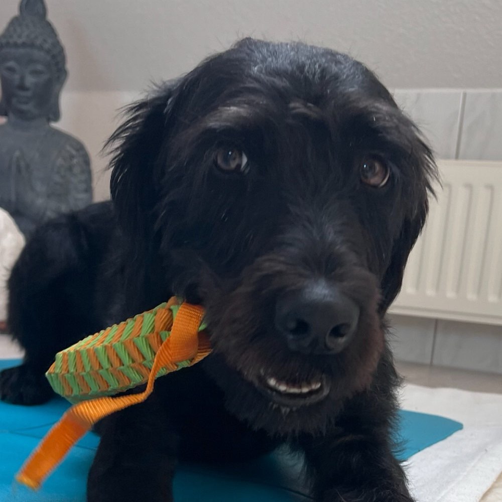 Hundetreffen-Spiel/Spaß/Training-Profilbild