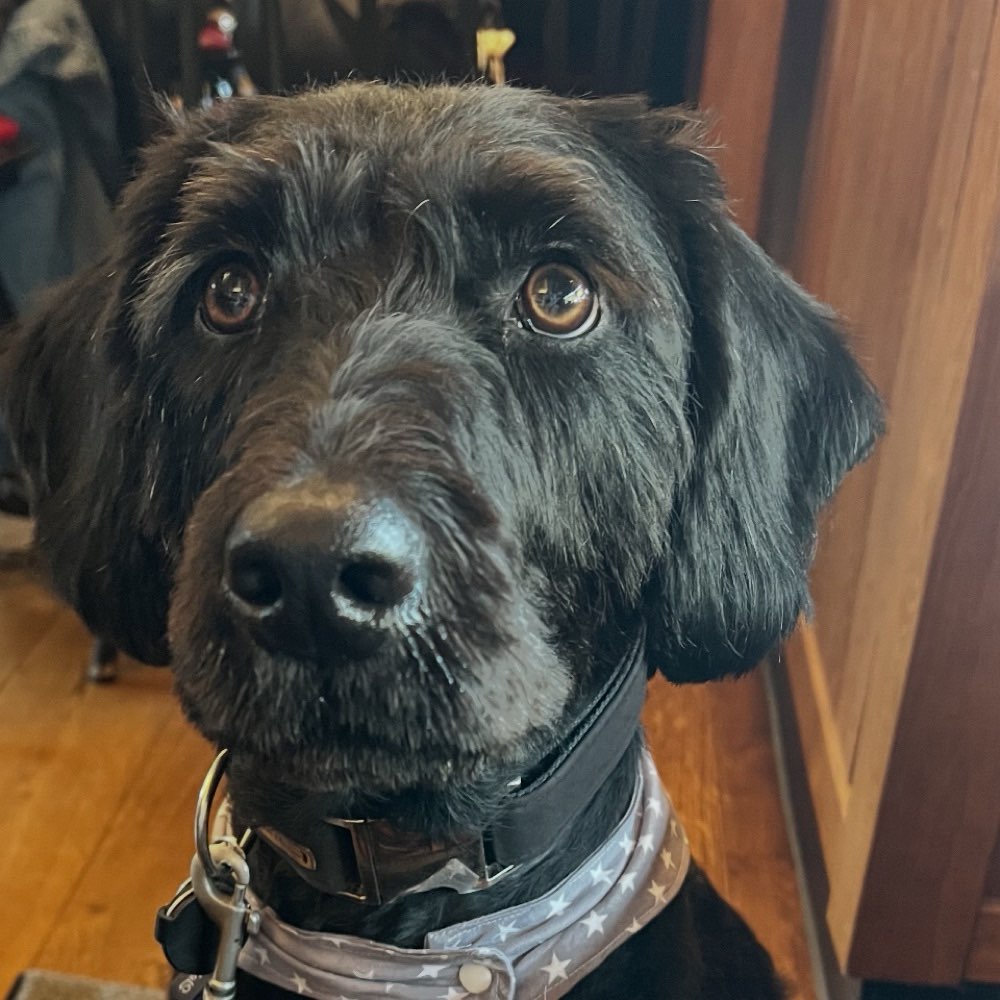 Hundetreffen-Social Walk/Training/Spaß/-Profilbild