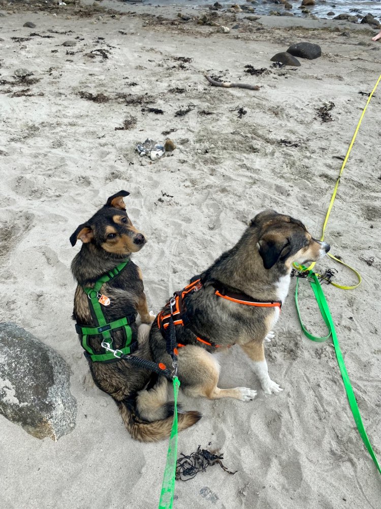 Hundetreffen-Social Walks und gemeinsame Abenteuer-Profilbild