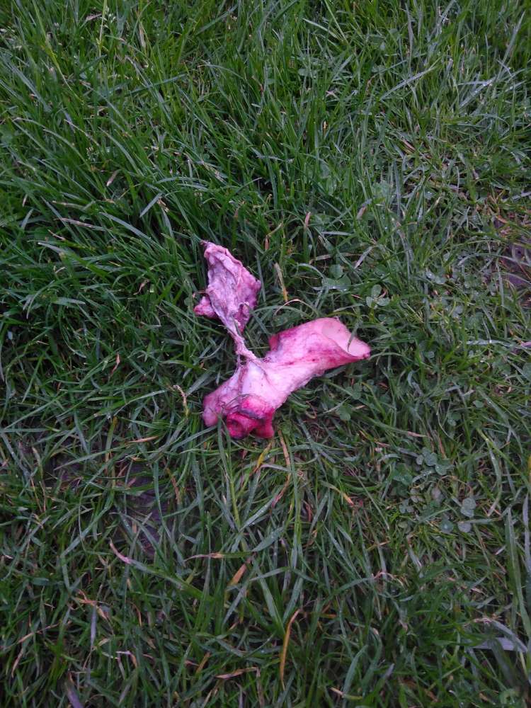 Giftköder-Giftköder-Profilbild