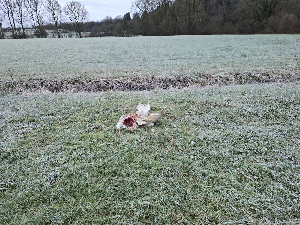 Giftköder-Tote Gans-Profilbild