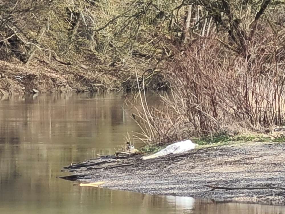 Giftköder-Toter Schwan-Profilbild