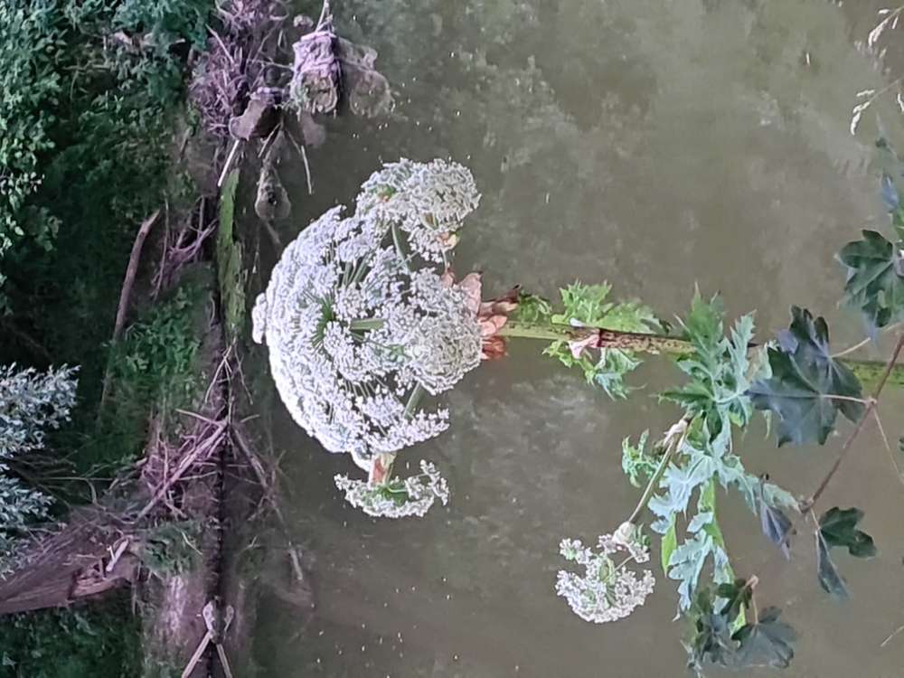 Giftköder-Riesen-Bärenklau-Profilbild