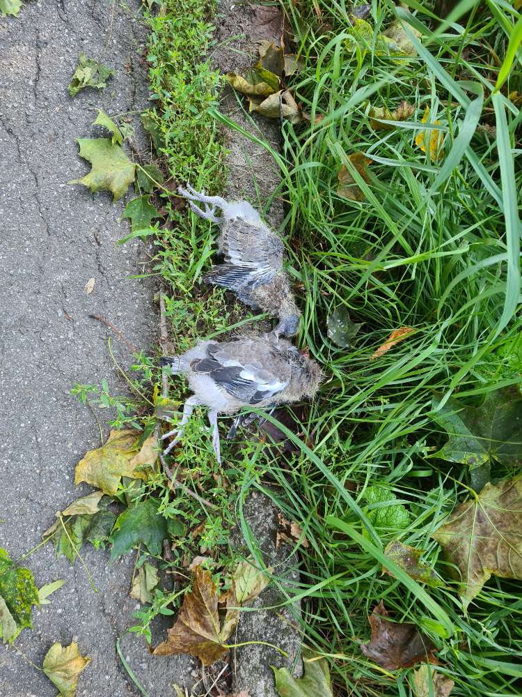 Giftköder-Zwei tote Vögel-Profilbild