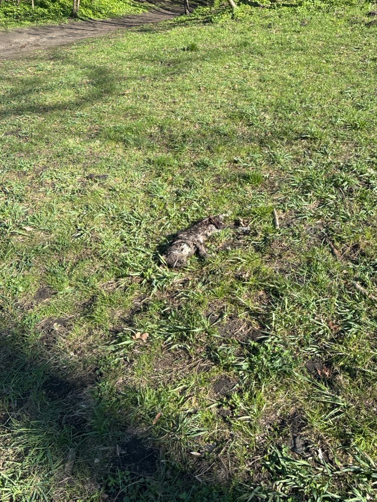 Giftköder-Tote Katze-Profilbild