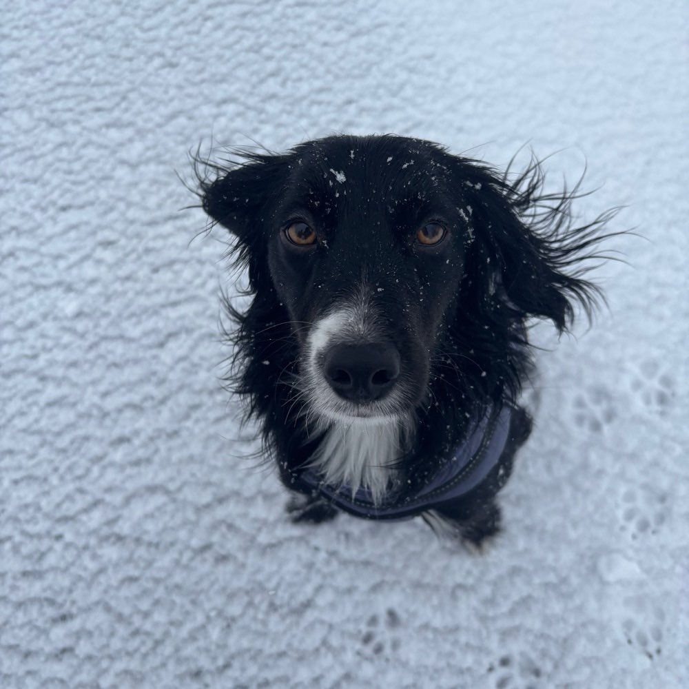 Hundetreffen-Gassi- und Spielfreunde in Stötteritz gesucht :)-Profilbild