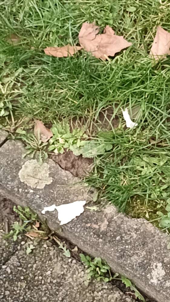 Giftköder-Verdacht auf Giftköder!-Profilbild