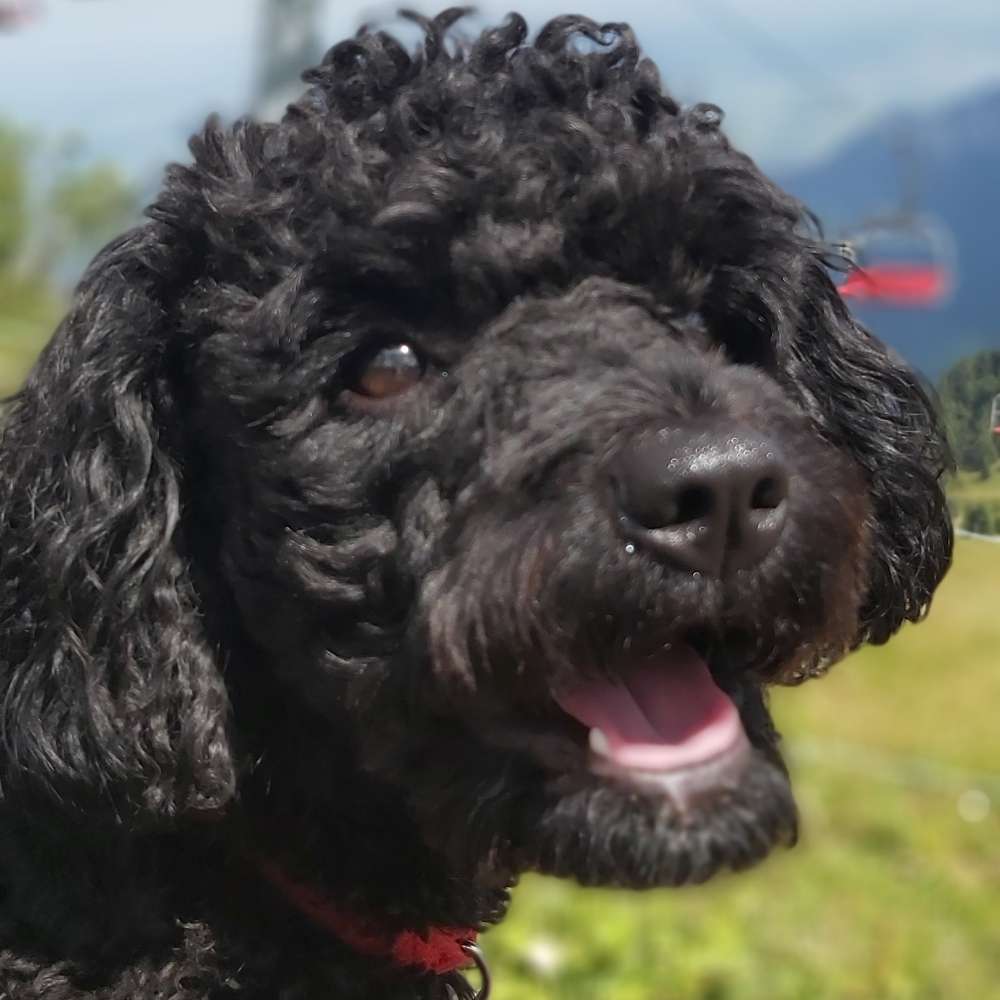 Hundetreffen-Spielkamaraden für Zwergpudel gesucht-Profilbild