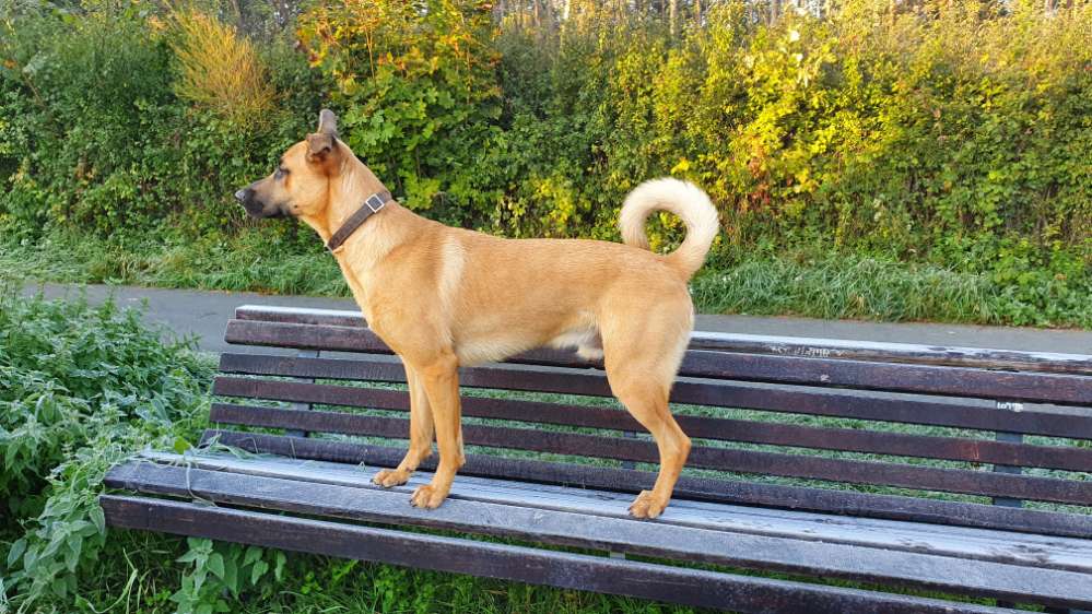 Das ist Bruno, 1 Jahr, 40 kg, 68 cm, seine Eltern waren beide  Schäferhundmischlinge, damit ist er dann wohl ein Schäferhundmischlings-Mischling? 😊