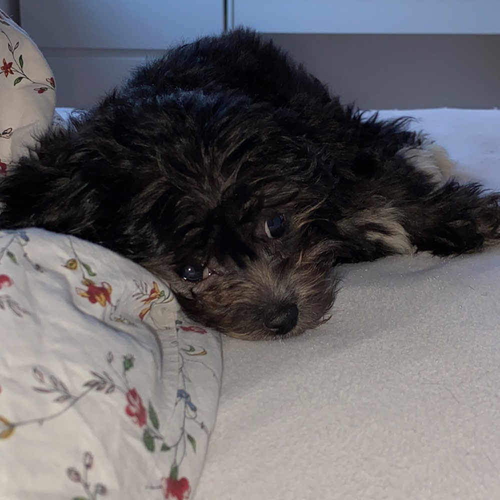 Hundetreffen-Hundetreffen-Profilbild