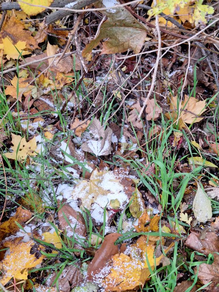 Giftköder-Weißes Pulver,-Profilbild