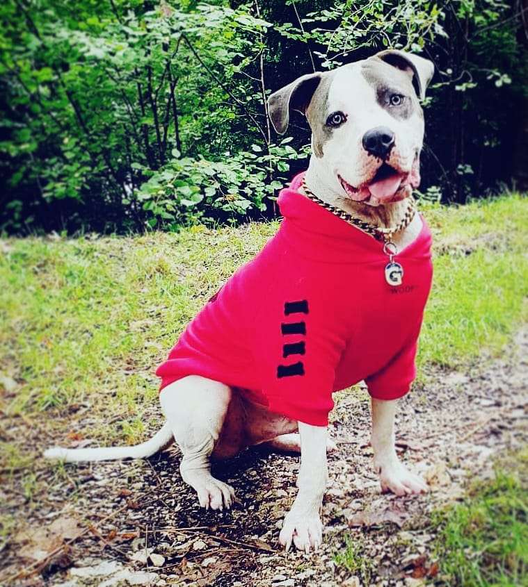 Hundetreffen-Kumpel gesucht-Profilbild