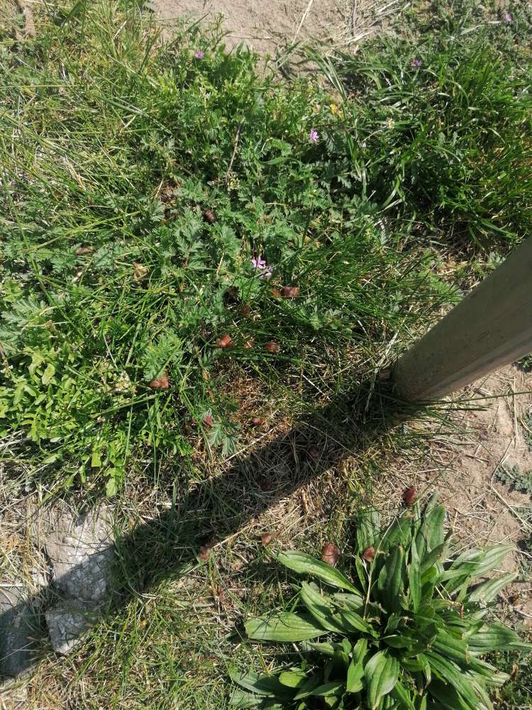 Giftköder-Salamistücke am Haus-Profilbild