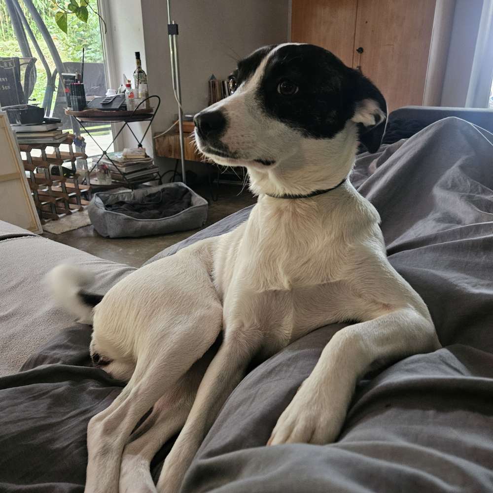 Hundetreffen-Noch Junghund -Runde mit Spielen-Profilbild