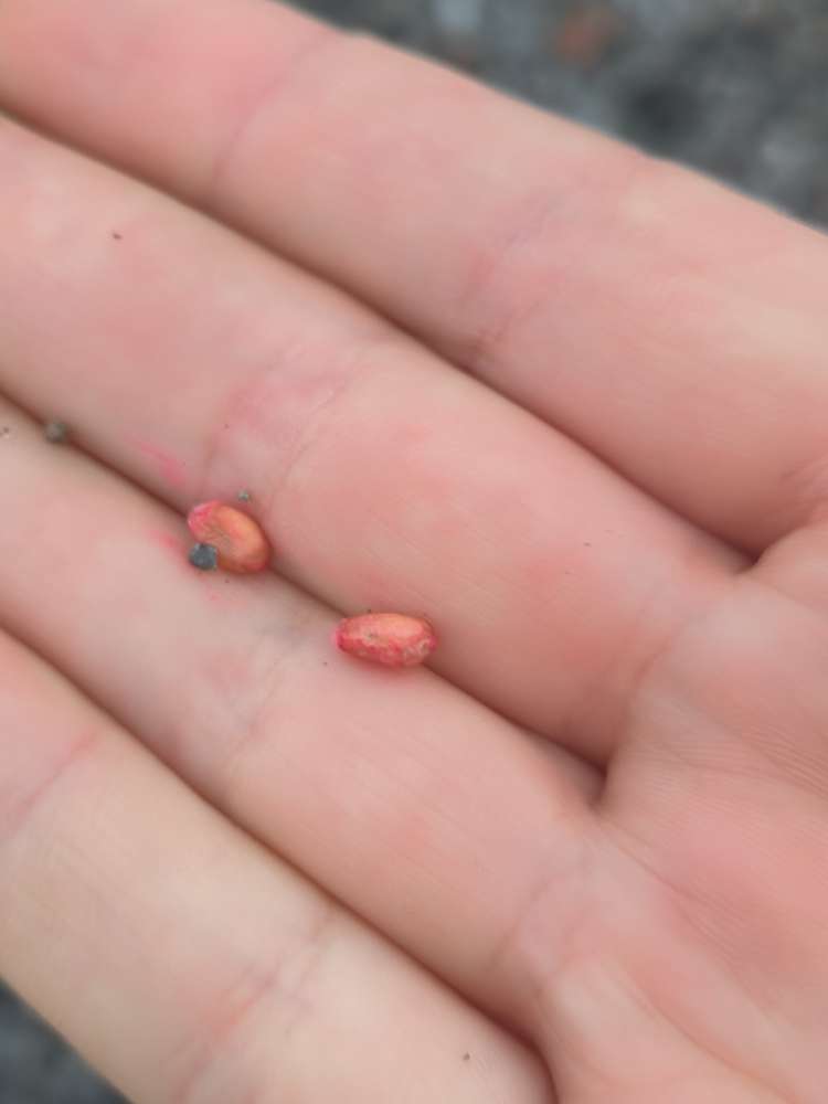 Giftköder-Eventuell Giftköder-Profilbild