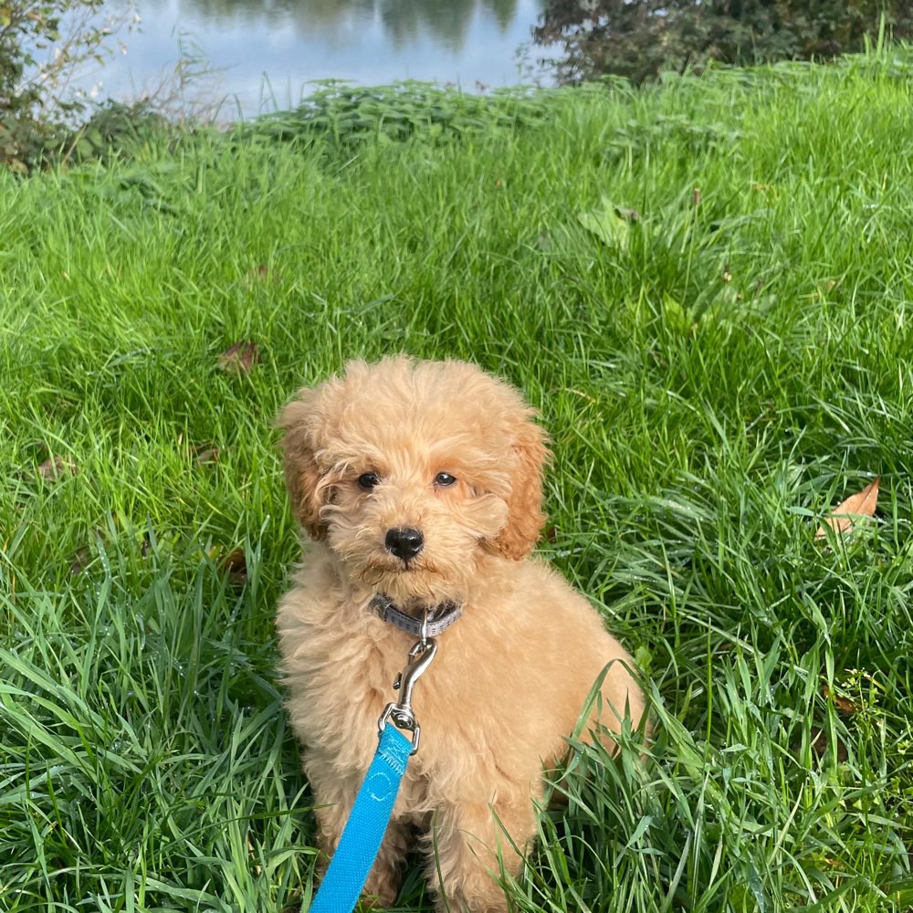 Hundetreffen-Welpen Spielpartner gesucht-Profilbild