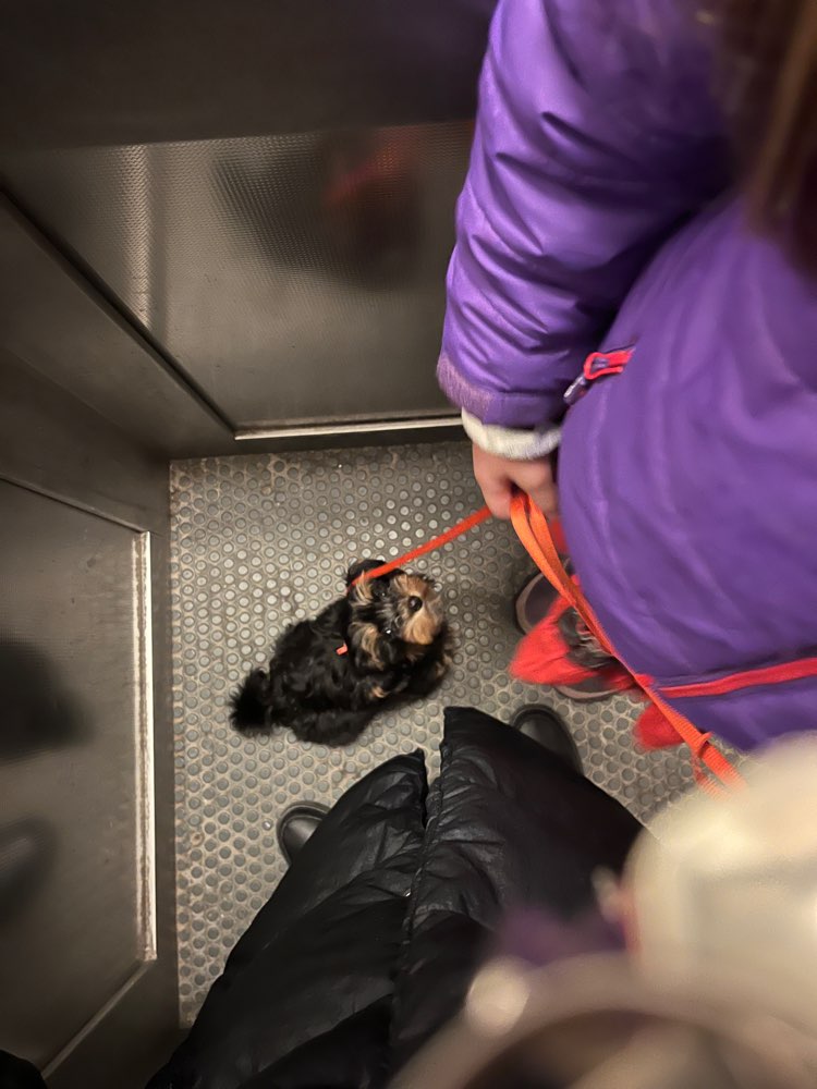 Hundetreffen-Welpen Spielrunde mit Gassirunde-Profilbild