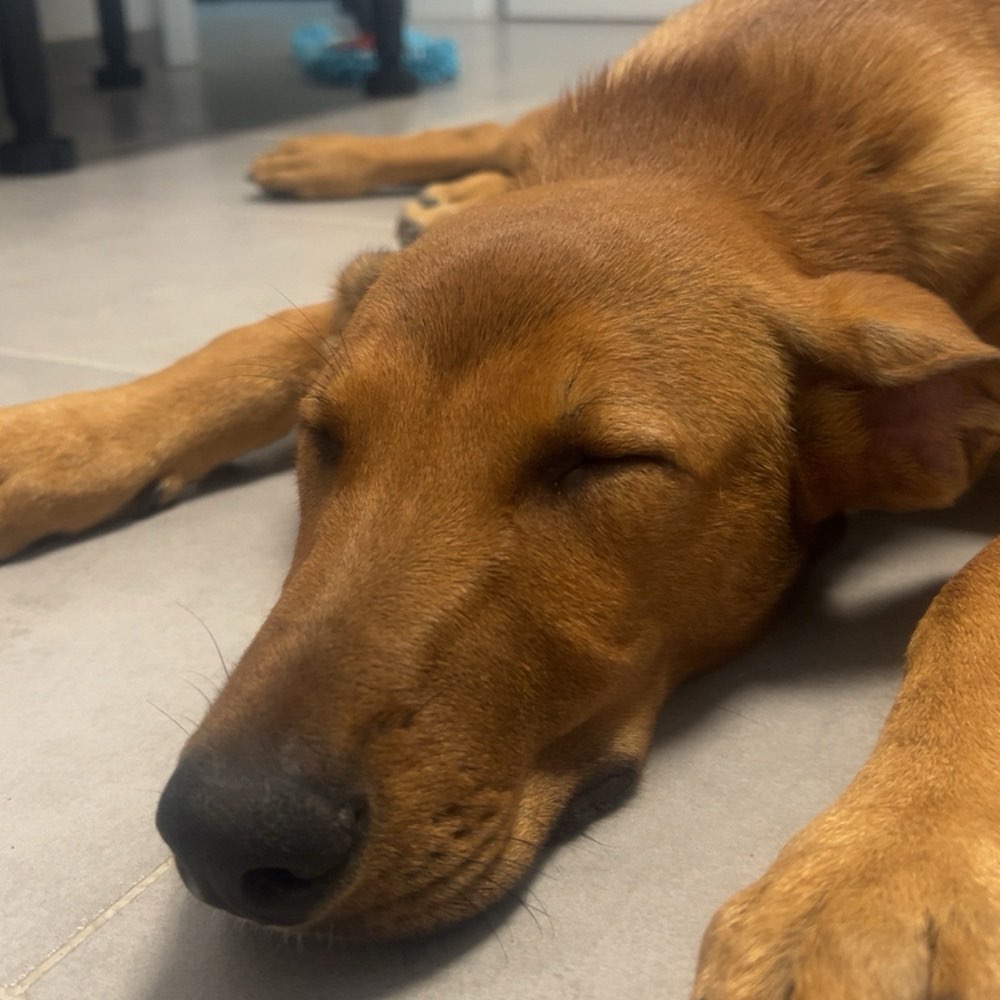 Hundetreffen-Spielrunde für Welpen und erwachsene Hunde-Profilbild