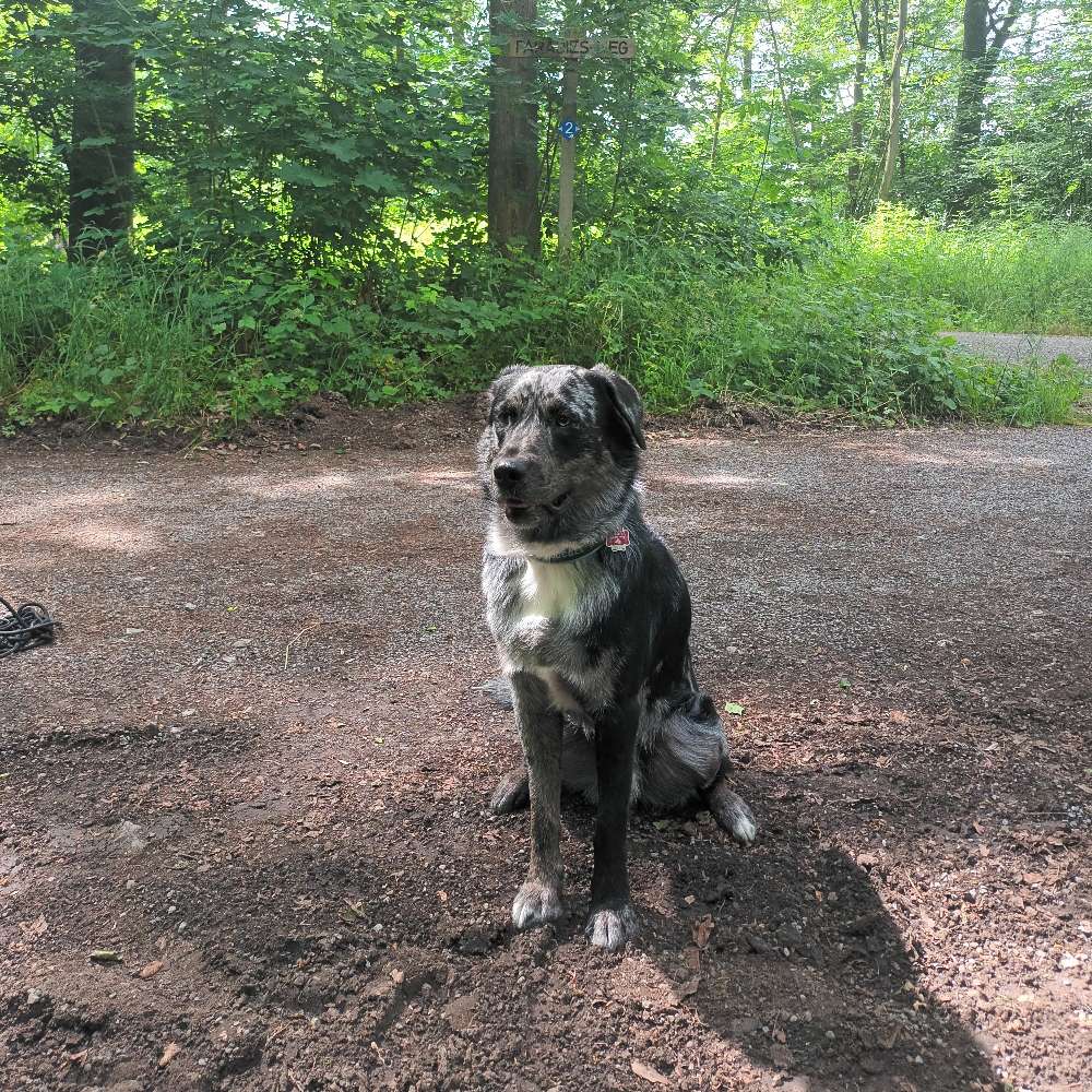 Hundetreffen-Lauftreff-Profilbild