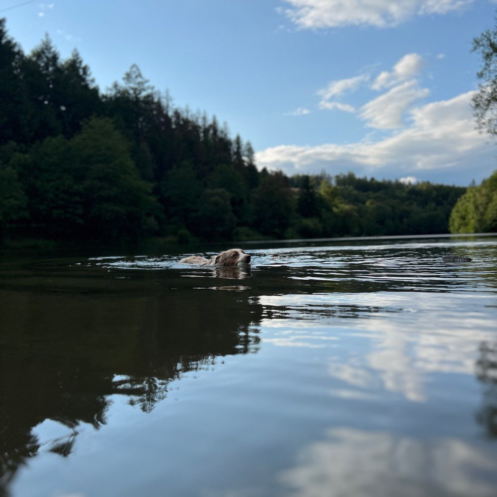 Hundetreffen-Spiel und Gassirunde-Profilbild