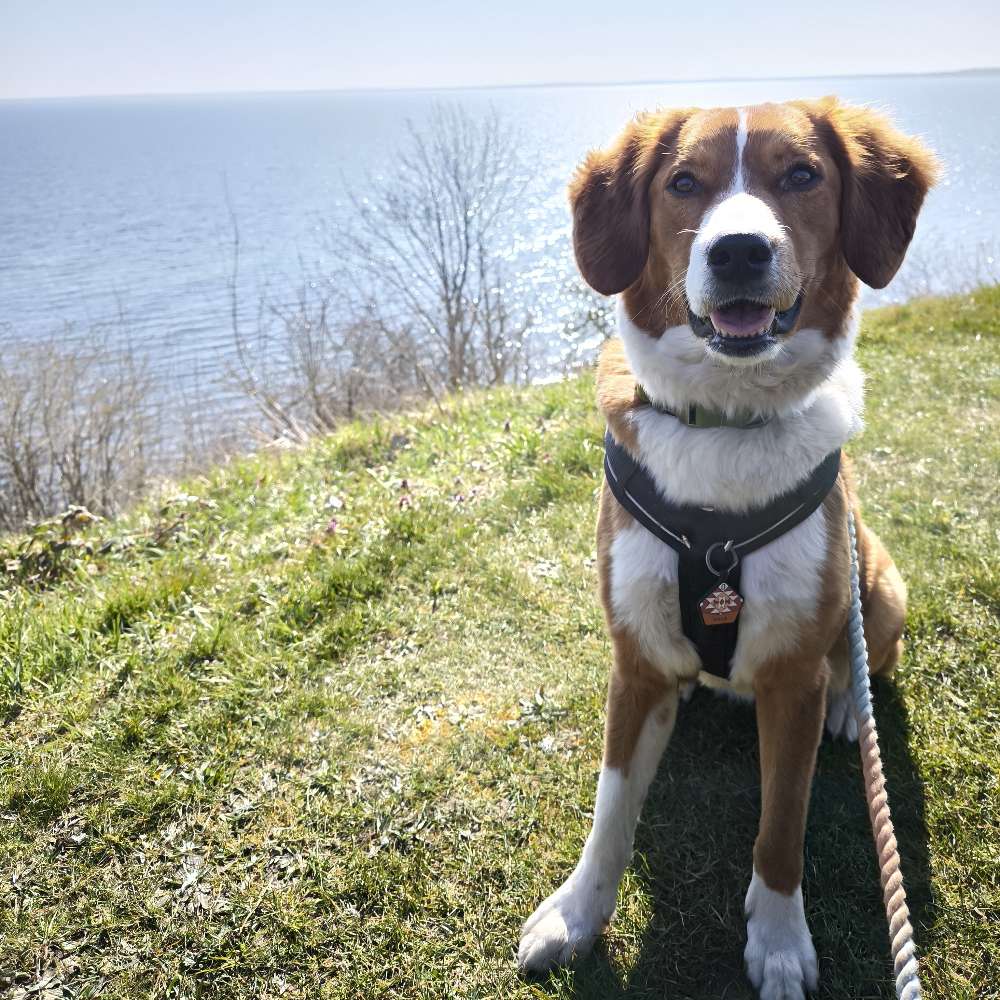 Hundetreffen-Partner für Gassirunden und Junghund-Playdates-Profilbild