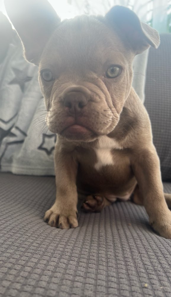 Hundetreffen-Bonnie sucht-Profilbild