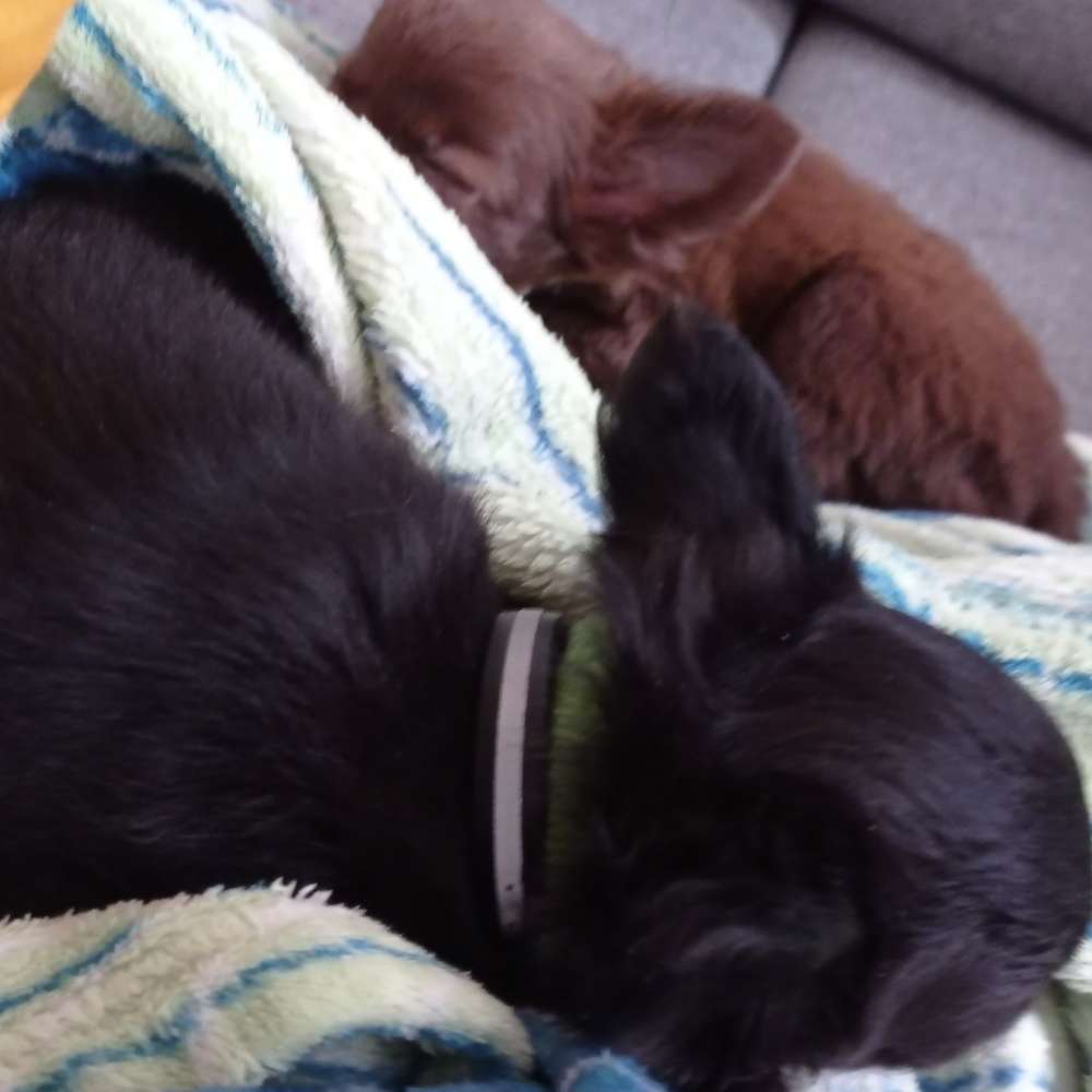 Hundetreffen-Hunde-Treffen in Sudenburg-Profilbild