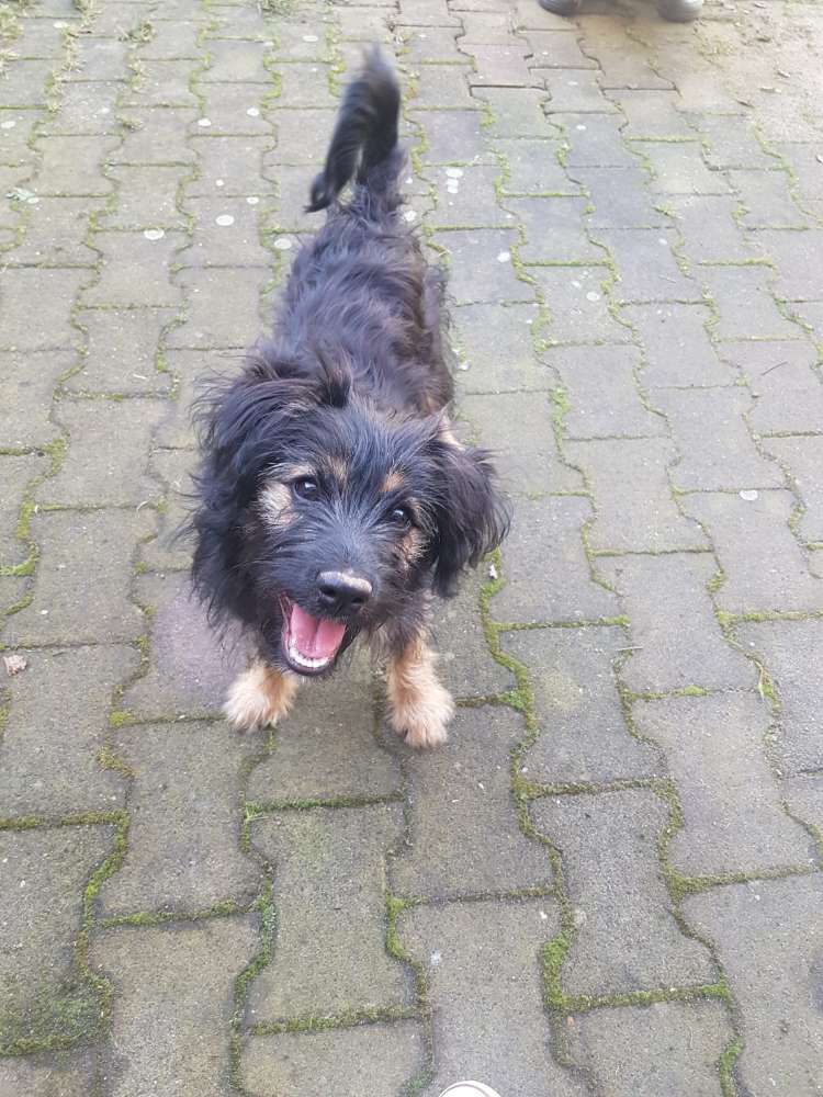 Hundetreffen-Spielen und Spazieren 🐾-Profilbild