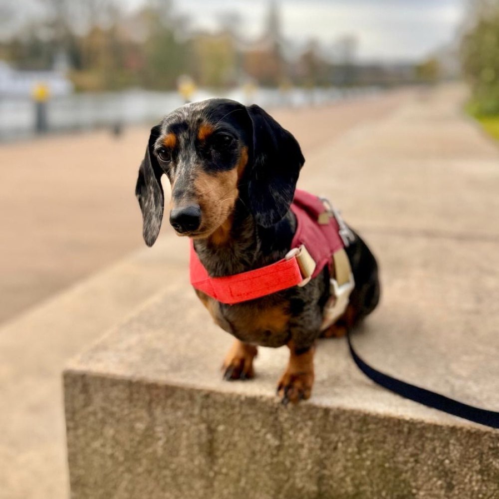 Hundetreffen-Regelmässige Spieltreffen-Profilbild