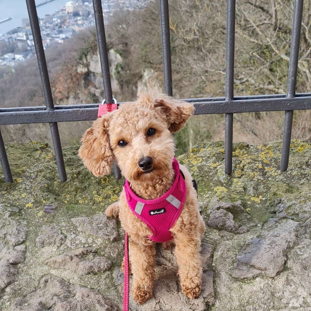 Hundetreffen-Wir suchen kleine Hundefreunde ♡-Profilbild