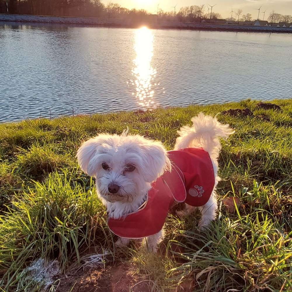 Hundetreffen-Gassi- und Spielerunde in Hörstel-Profilbild