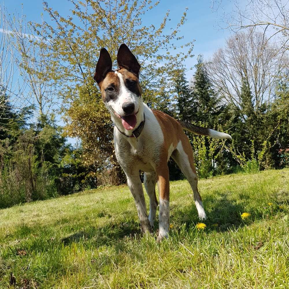 Hundetreffen-Spielgefährten gesucht-Profilbild