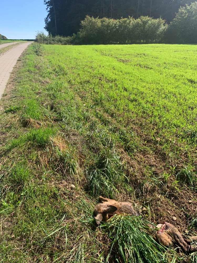 Giftköder-Totes Reh(Kitz)-Profilbild
