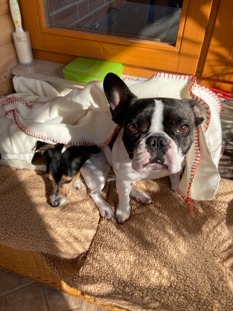 Hundetreffen-Gassitreffen/Spielrunden-Profilbild