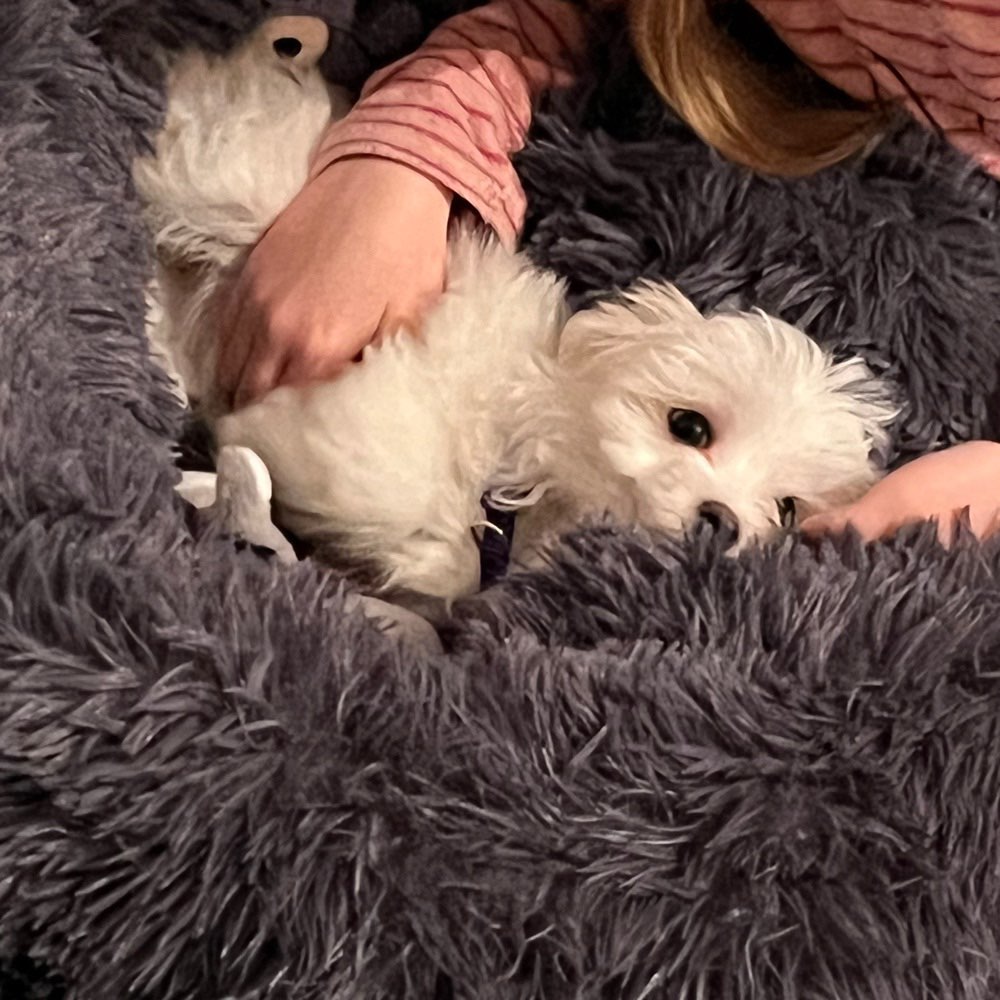 Hundetreffen-Suche andere Welpen zum spazieren gehen und Sozialisierung-Profilbild