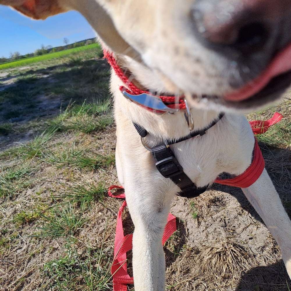 Hundetreffen-Spielpartner, Spaziergang, Austausch-Profilbild