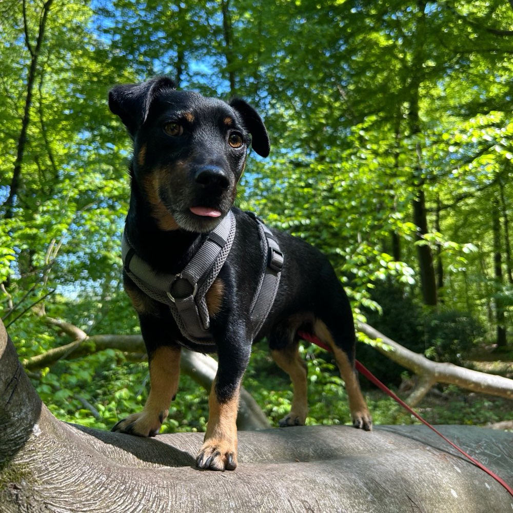 Hundetreffen-Trainingspartner gesucht-Profilbild