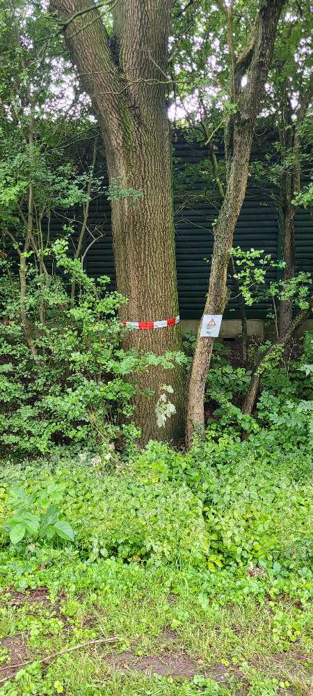 Giftköder-Eichenprozessionsspinner-Profilbild