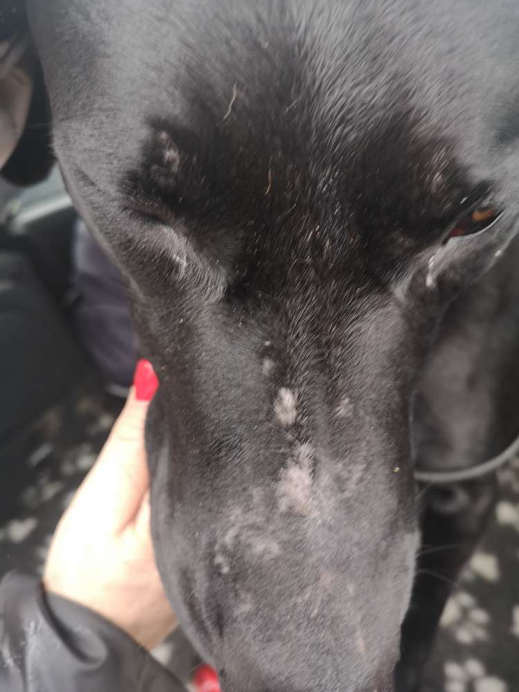 Giftköder-Säureangriff-Profilbild