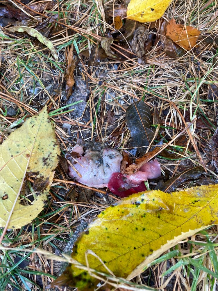 Giftköder-Fleischstücke Wilhelms Burg-Profilbild