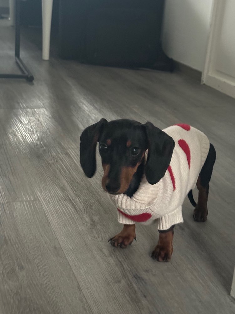 Hundetreffen-Spielrunde-Profilbild