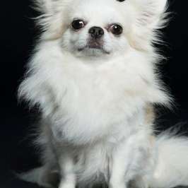 Hundetreffen-Kleiner weißer chichiwawa-Profilbild